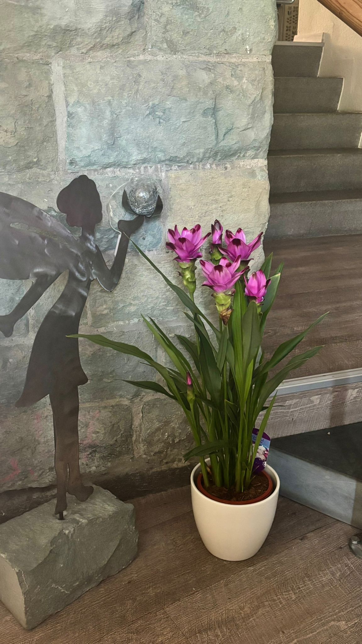 Wir haben immer frische Blumen zum Empfang in dem Eingangsbereich der Praxis für Physiotherapie, Eric Tankink stehen. Diesmal ist es eine Kurkumma Pflanze.